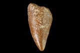 Bargain, Raptor Tooth - Real Dinosaur Tooth #139366-1